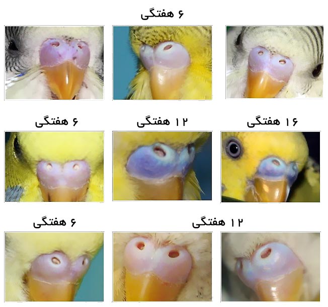 نحوه تشخیص جنسیت مرغ عشق | راهنمای کامل 4 https://chicken-device.ir/blog/wp-content/uploads/2020/11/%D8%B1%D9%88%D8%B4-%D9%87%D8%A7%DB%8C-%D8%AA%D8%B4%D8%AE%DB%8C%D8%B5-%D8%B3%D9%86-%D9%85%D8%B1%D8%BA-%D8%B9%D8%B4%D9%82.jpg