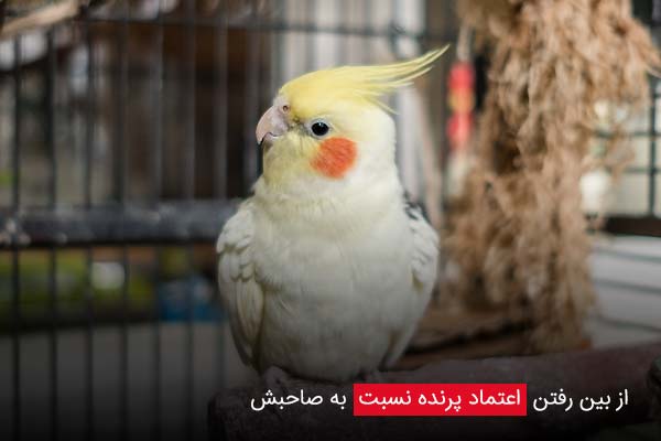 از بین رفتن اعتماد پرنده نسبت به صاحبش - چیکن دیوایس