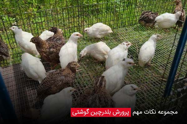 پرورش بلدرچین کوهستان