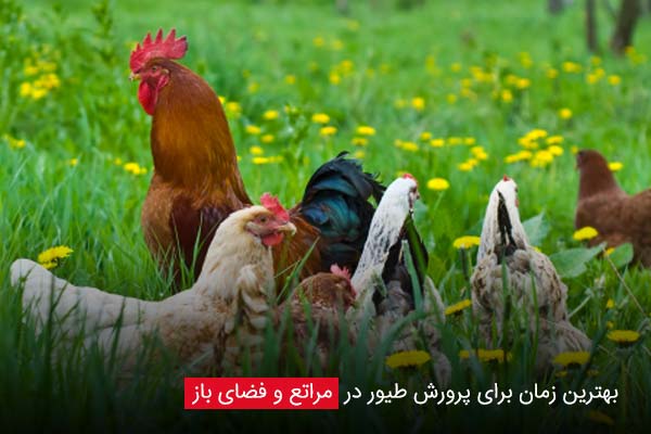 مزرعه پرورش مرغ گوشتی نورمنش