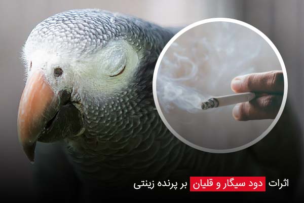 اثرات دود سیگار و قلیان بر پرنده زینتی | مضرات دود سیگار برای پرنده ...
