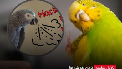 دلایل عطسه کردن طوطی ها - چیکن دیوایس