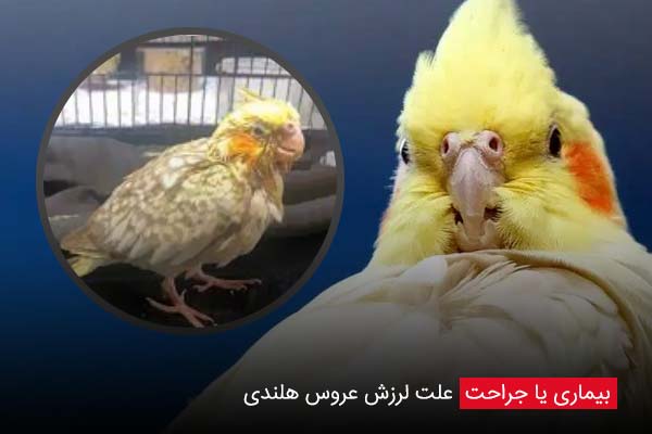 بیماری یا جراحت - چیکن دیوایس