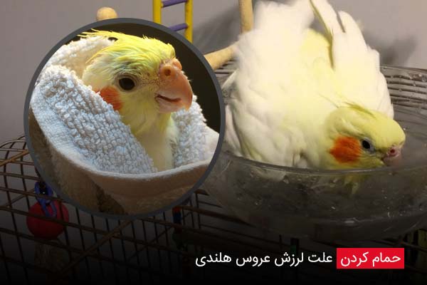 حمام کردن  علت لرزش عروس هلندی - چیکن دیوایس