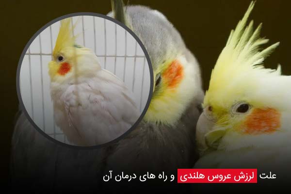 علت لرزش عروس هلندی + راه های درمان آن - چیکن دیوایس
