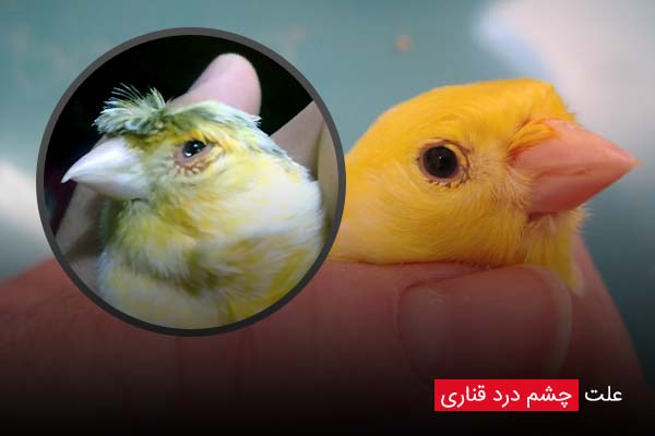 علت چشم درد قناری - چیکن دیوایس