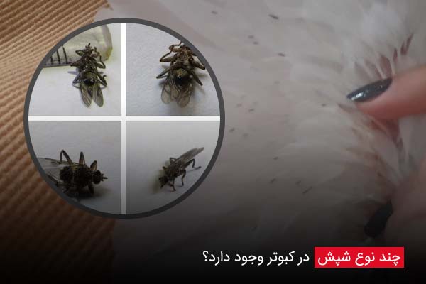 چند نوع شپش در کبوتر وجود دارد؟ - چیکن دیوایس