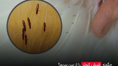 چگونه شپش کبوتر را از بین ببریم؟ - چیکن دیوایس