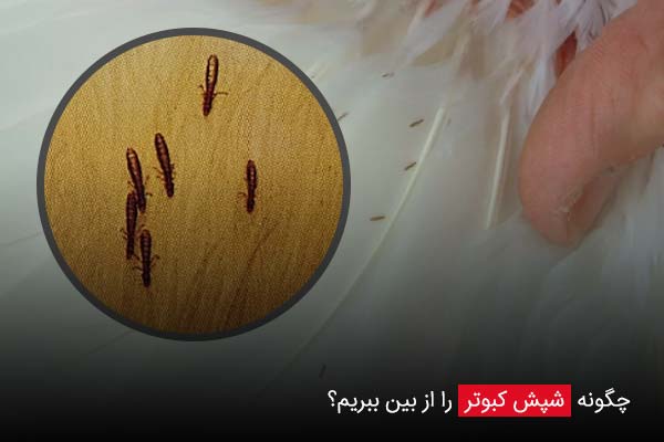 چگونه شپش کبوتر را از بین ببریم؟ - چیکن دیوایس