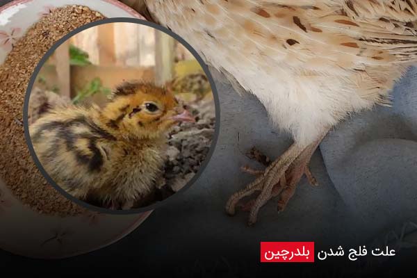 علت فلج شدن بلدرچین - چیکن دیوایس