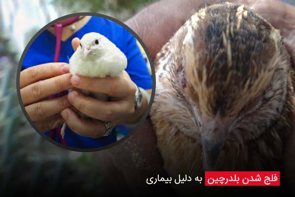 فلج شدن بلدرچین به دلیل بیماری - چیکن دیوایس