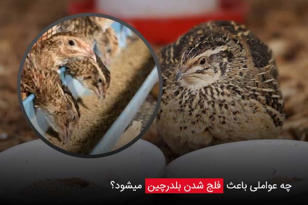 چه عواملی باعث فلج شدن بلدرچین میشود؟ - چیکن دیوایس