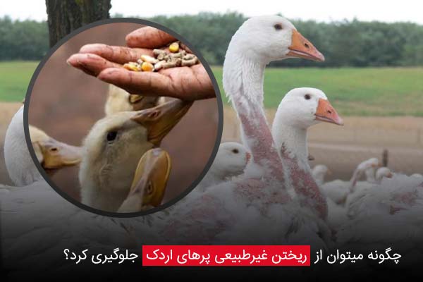 چگونه میتوان از ریختن غیرطبیعی پرهای اردک جلوگیری کرد؟ - چیکن دیوایس