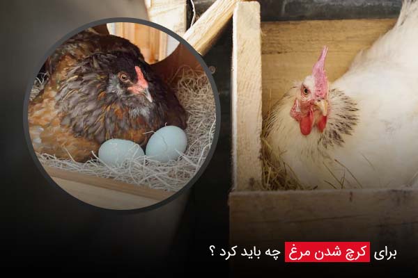برای کرچ شدن مرغ چه باید کرد ؟ - چیکن دیوایس