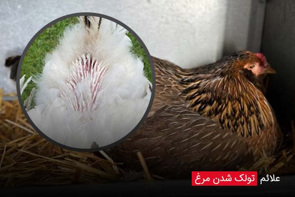علائم تولک شدن مرغ - چیکن دیوایس