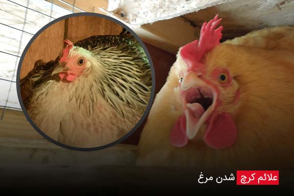 علائم کرچ شدن مرغ - چیکن دیوایس