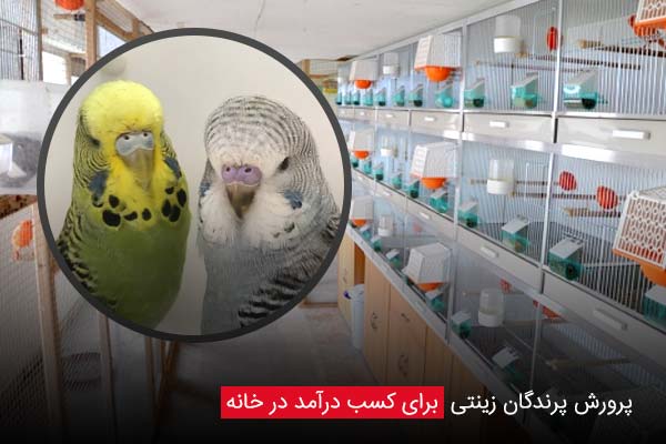 پرورش پرندگان زینتی برای کسب درآمد در خانه - چیکن دیوایس