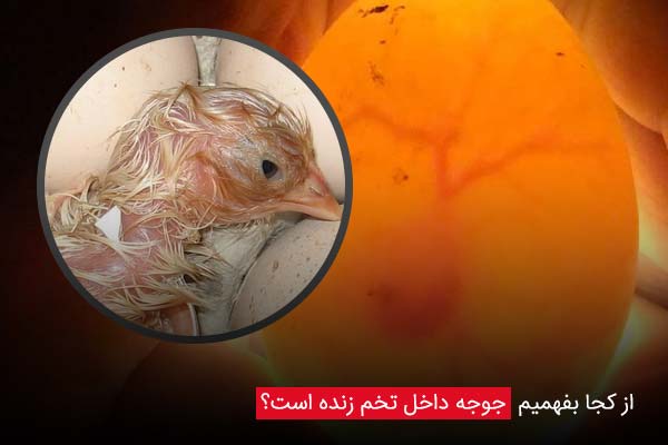 از کجا بفهمیم جوجه داخل تخم زنده است؟ - چیکن دیوایس