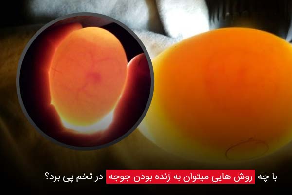 با چه روش هایی میتوان به زنده بودن جوجه در تخم پی برد؟ - چیکن دیوایس