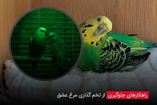 راهکارهای جلوگیری از تخم گذاری مرغ عشق - چیکن دیوایس