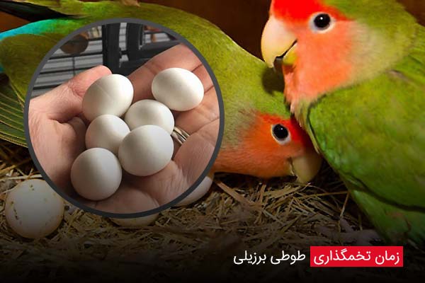 زمان تخمگذاری طوطی برزیلی - چیکن دیوایس