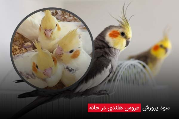 سود پرورش عروس هلندی در خانه - چیکن دیوایس