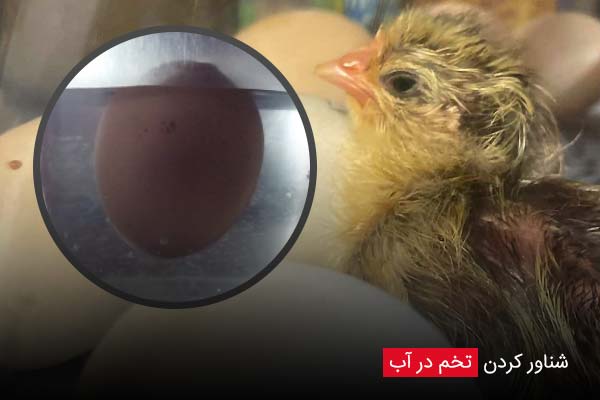 شناور کردن تخم در آب - چیکن دیوایس