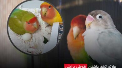 علائم تخم داشتن طوطی برزیلی - چیکن دیوایس