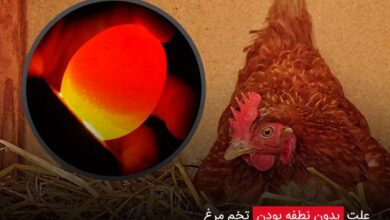 علت بدون نطفه بودن تخم مرغ - چیکن دیوایس