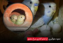 نحوه جلوگیری از تخم گذاری مرغ عشق - چیکن دیوایس