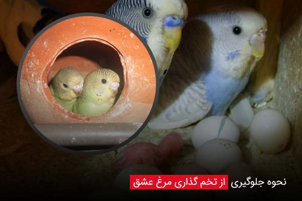 نحوه جلوگیری از تخم گذاری مرغ عشق - چیکن دیوایس