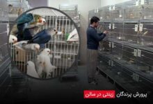 پرورش پرندگان زینتی در سالن - چیکن دیوایس