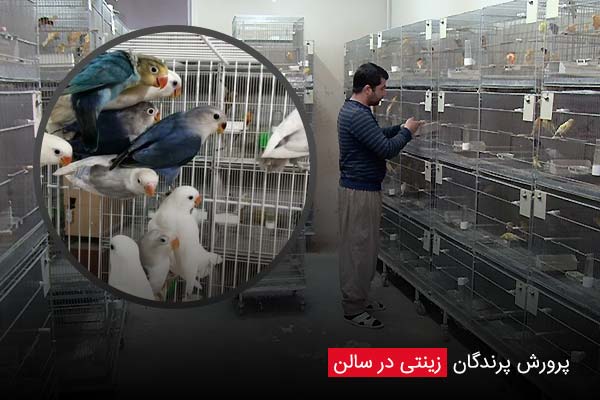 پرورش پرندگان زینتی در سالن - چیکن دیوایس