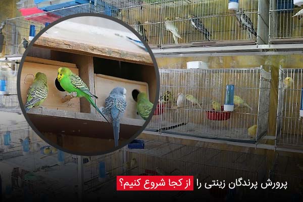 پرورش پرندگان زینتی را از کجا شروع کنیم؟ - چیکن دیوایس