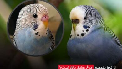 از کجا بفهمیم مرغ عشق بالغ است؟ - چیکن دیوایس