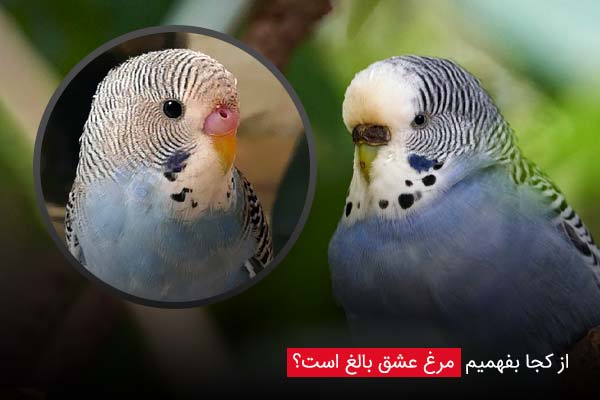 از کجا بفهمیم مرغ عشق بالغ است؟ - چیکن دیوایس