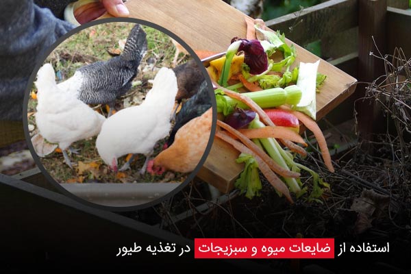 استفاده از ضایعات میوه و سبزیجات در تغذیه طیور - چیکن دیوایس