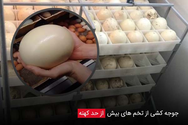 جوجه کشی از تخم‌ های بیش از حد کهنه - چیکن دیوایس