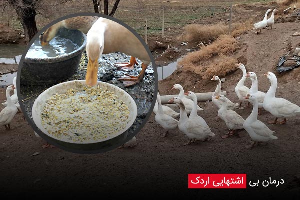 درمان بی اشتهایی اردک - چیکن دیوایس