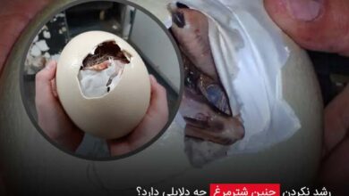 رشد نکردن جنین شترمرغ چه دلایلی دارد؟ - چیکن دیوایس