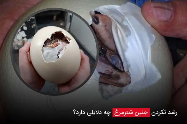 رشد نکردن جنین شترمرغ چه دلایلی دارد؟ - چیکن دیوایس