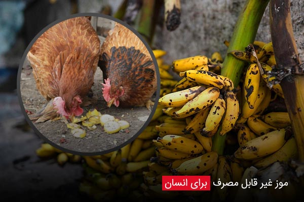 موز غیر قابل مصرف برای انسان - چیکن دیوایس