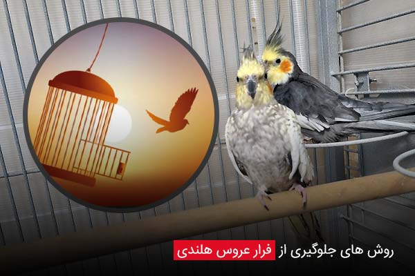 روش‌ های جلوگیری از فرار عروس هلندی - چیکن دیوایس