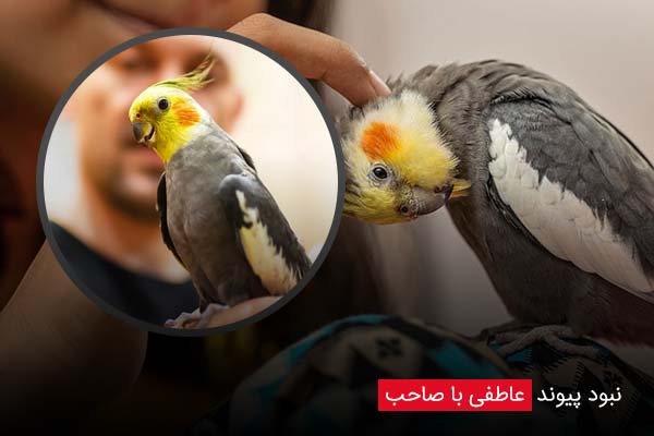 نبود پیوند عاطفی با صاحب - چیکن دیوایس