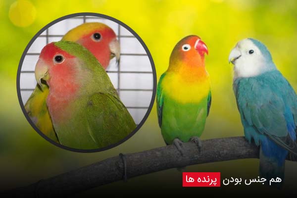 هم جنس بودن پرنده ها - چیکن دیوایس