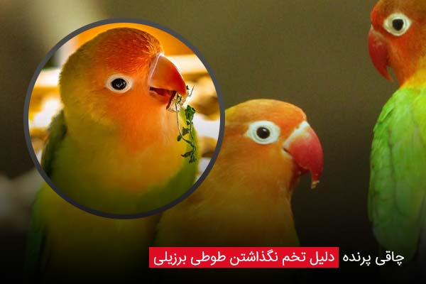 چاقی پرنده - چیکن دیوایس
