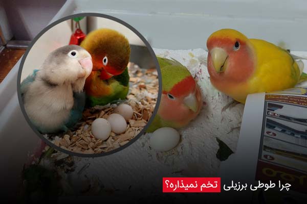 چرا طوطی برزیلی تخم نمیذاره؟ - چیکن دیوایس