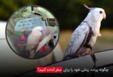 چگونه پرنده زینتی خود را برای سفر آماده کنیم؟ - چیکن دیوایس