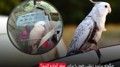 چگونه پرنده زینتی خود را برای سفر آماده کنیم؟ - چیکن دیوایس
