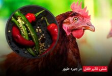 6 تاثیر فلفل در جیره طیور - چیکن دیوایس